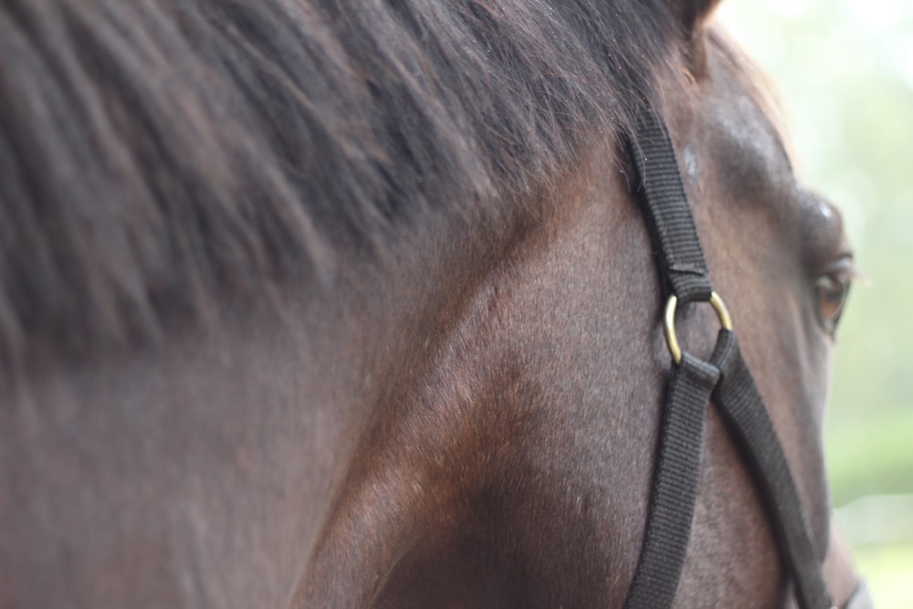 a close up of a horse