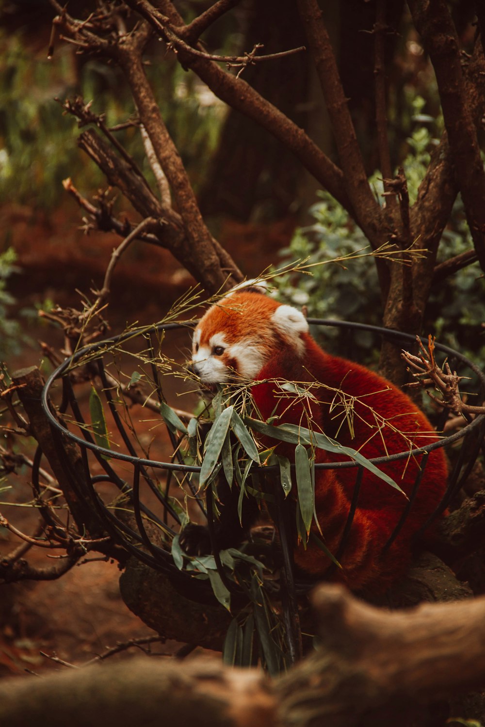 a small animal in a tree