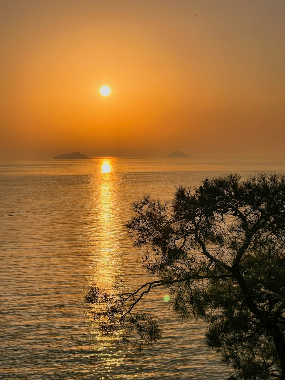 a tree next to a body of water with a sunset in the background