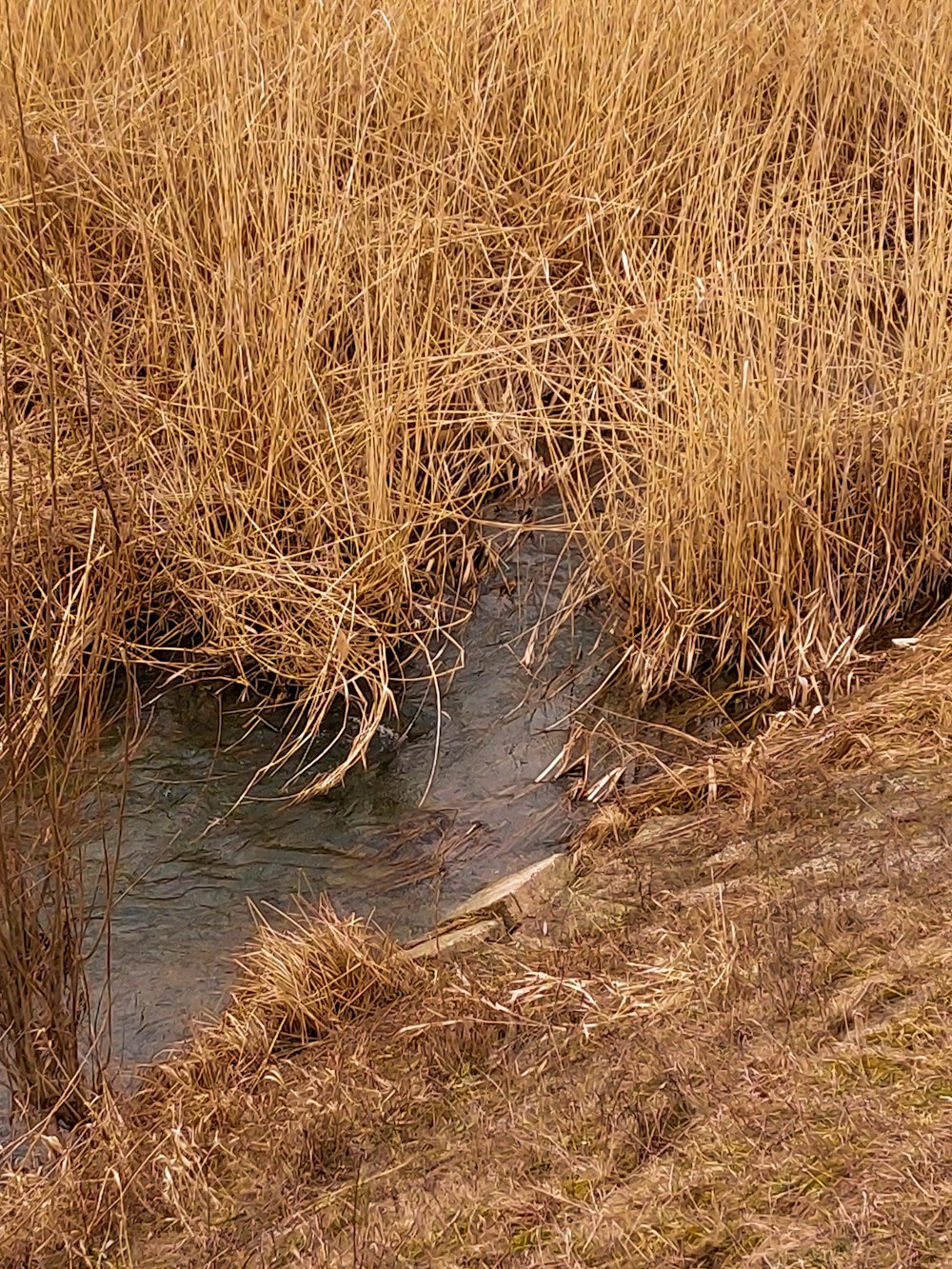 a stream of water surrounded by tall grass