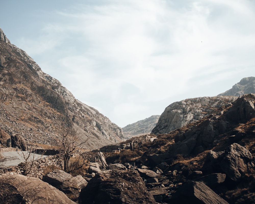 a rocky landscape with trees