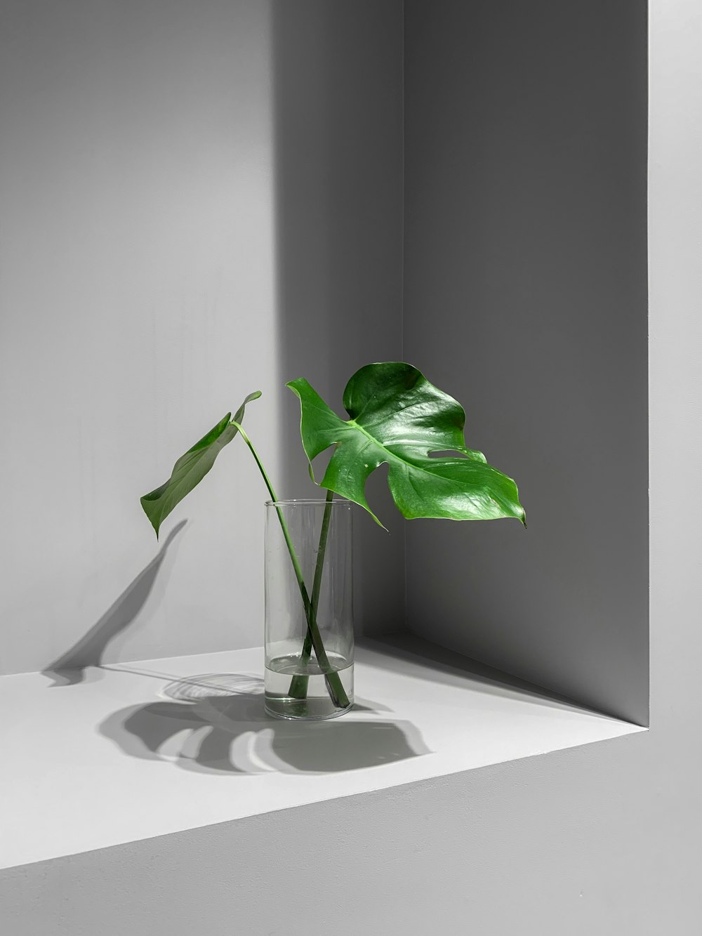 a plant in a glass vase