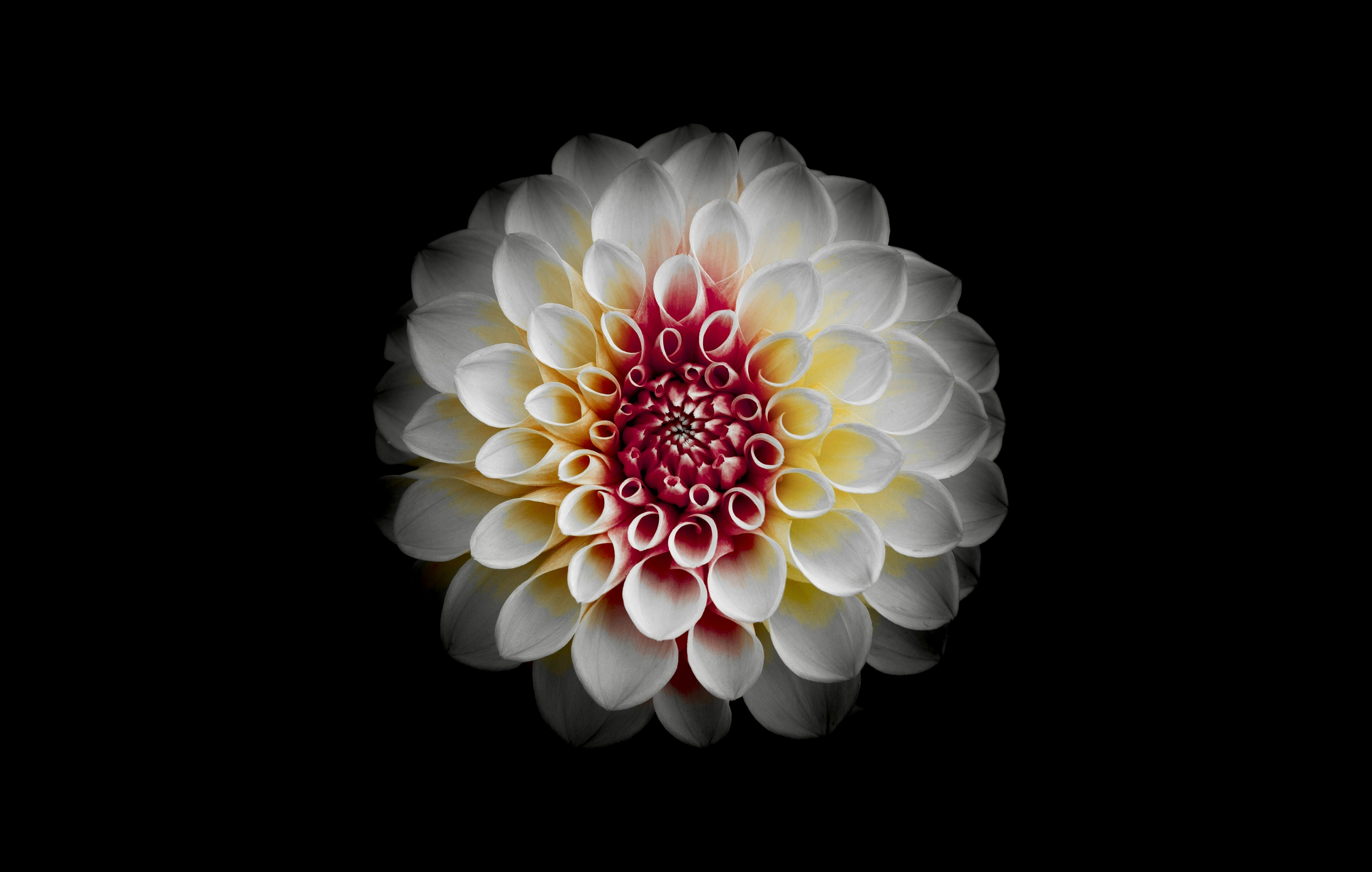 a white flower with a red center