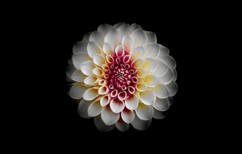 a white flower with a red center