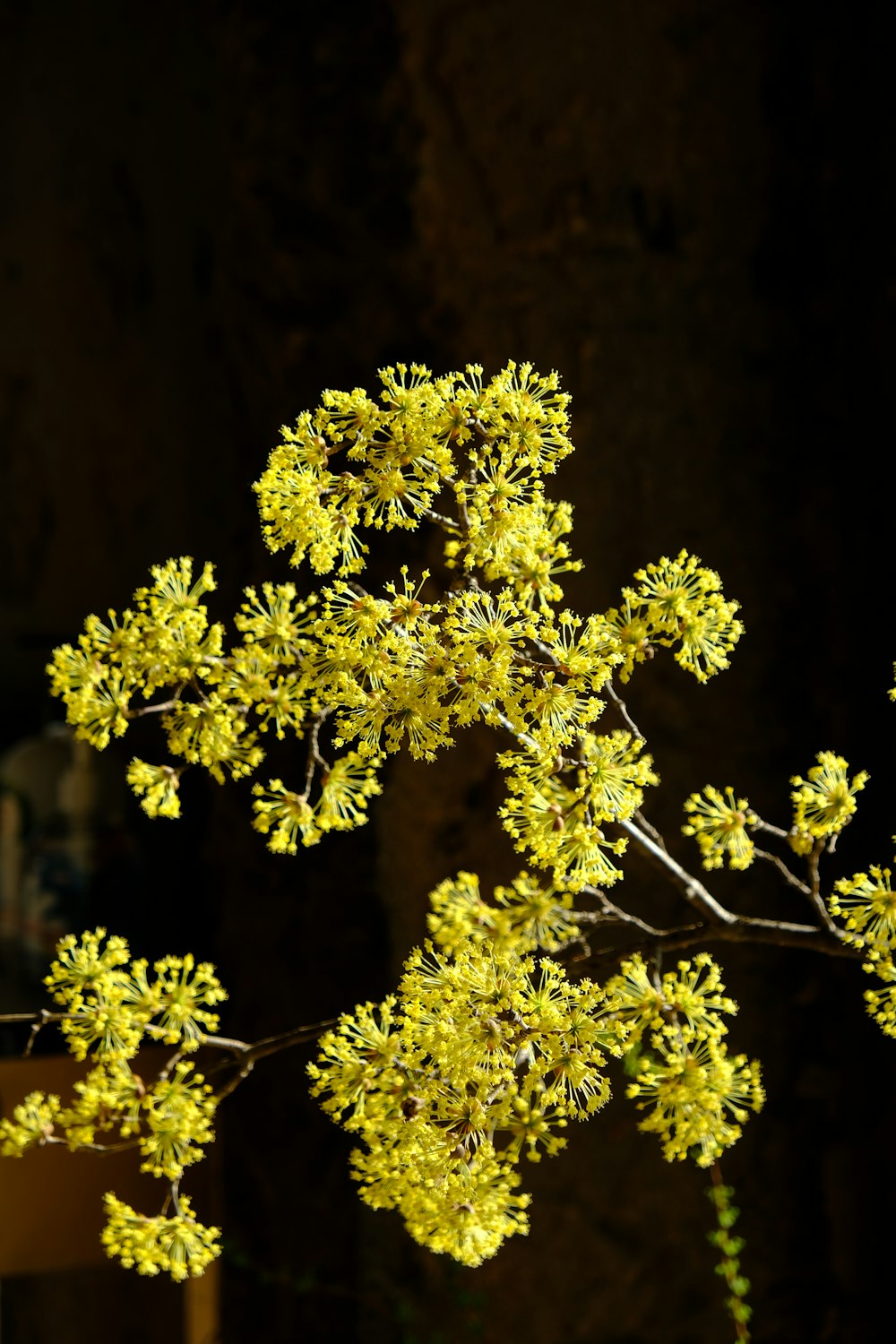 a close-up of a tree