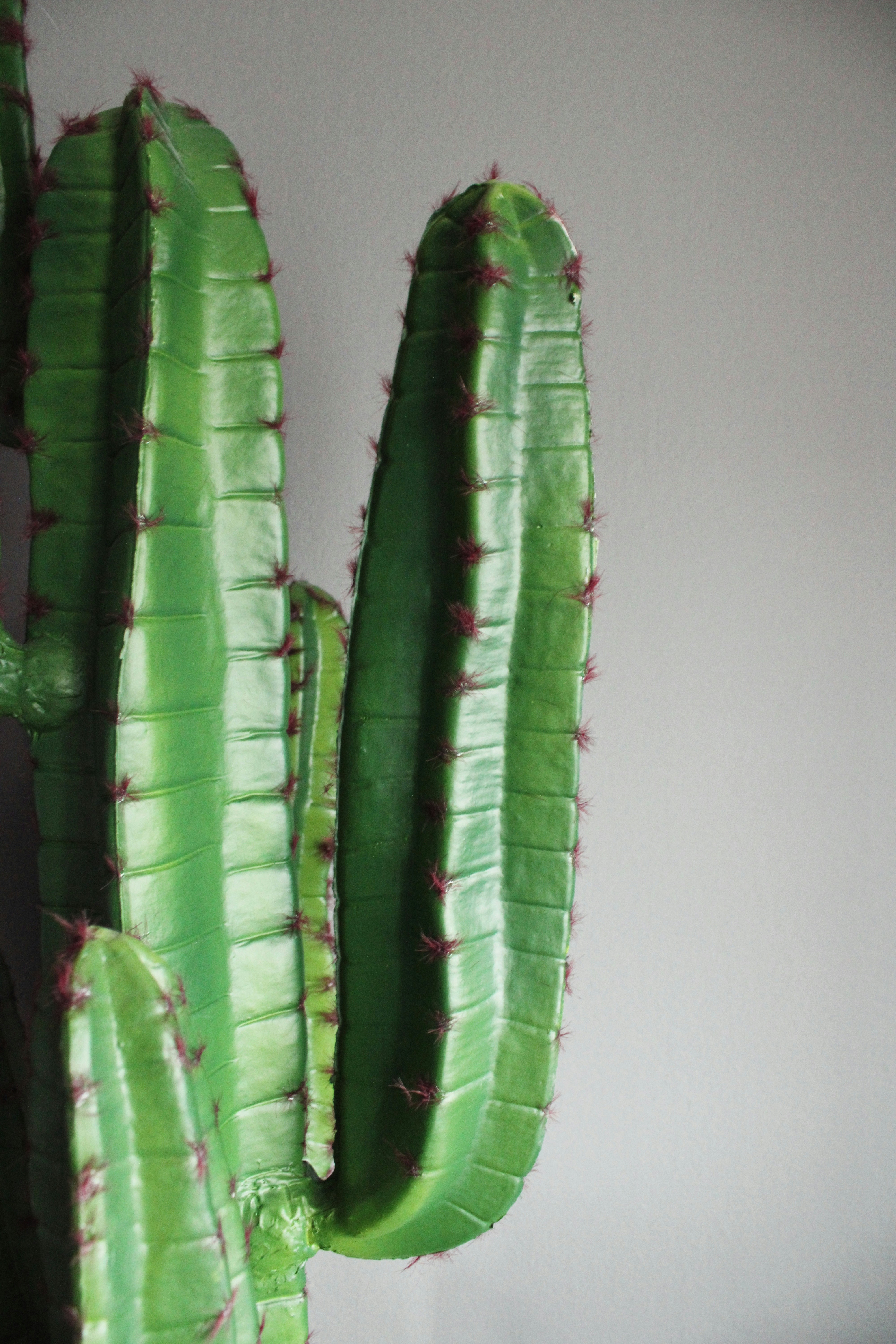 a close-up of some succulents