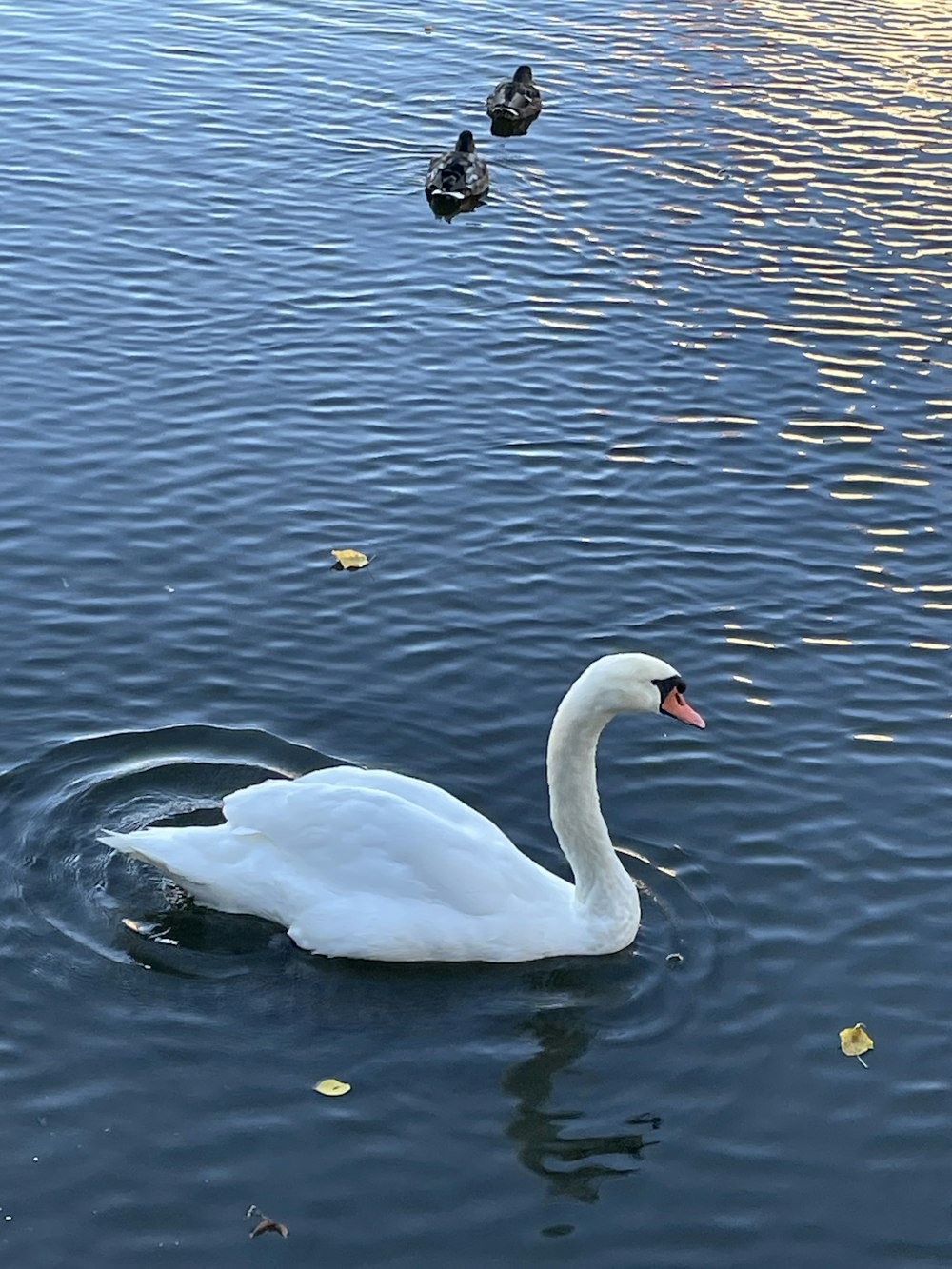 a swan swimming in water with ducks