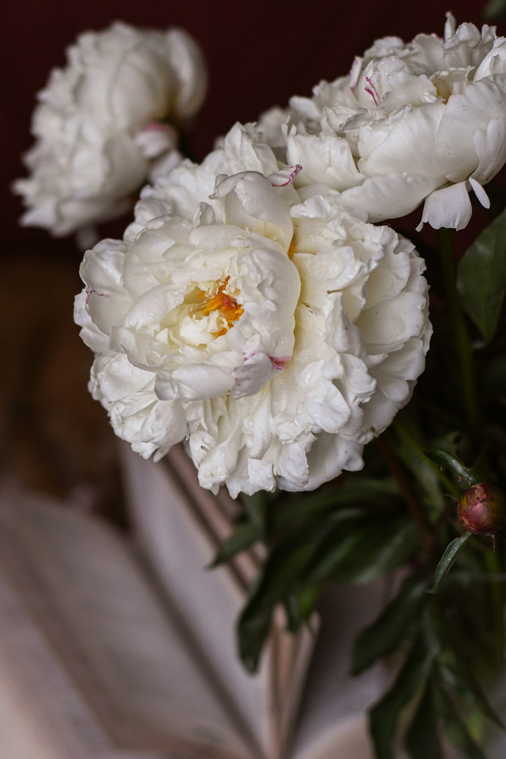 a close up of white flowers