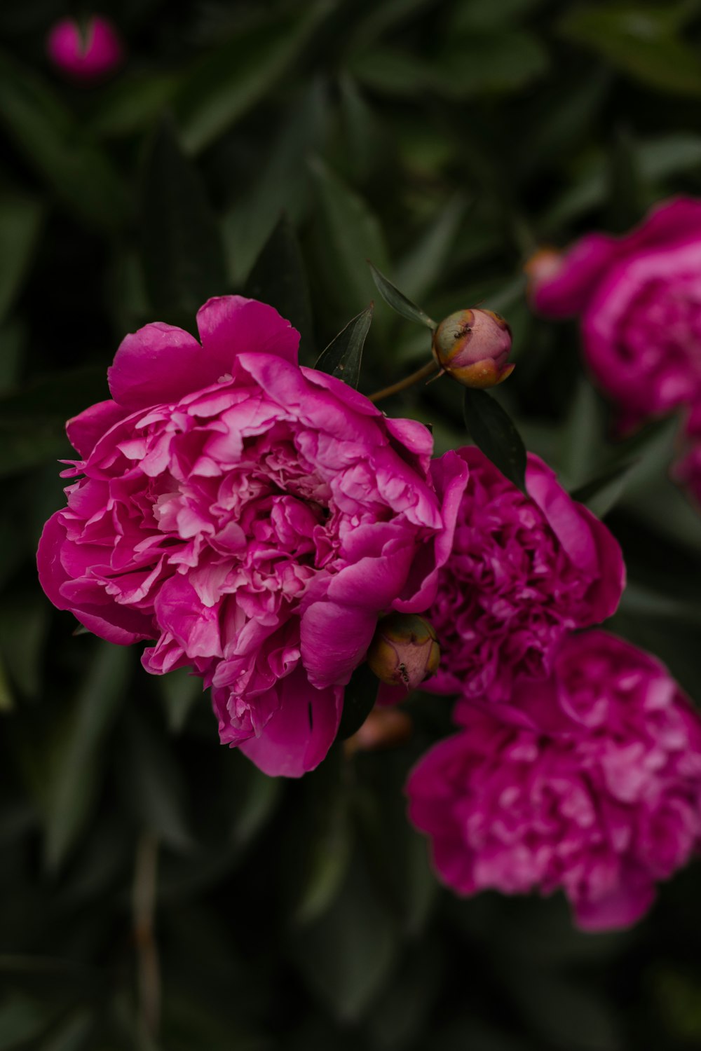 a bug on a flower