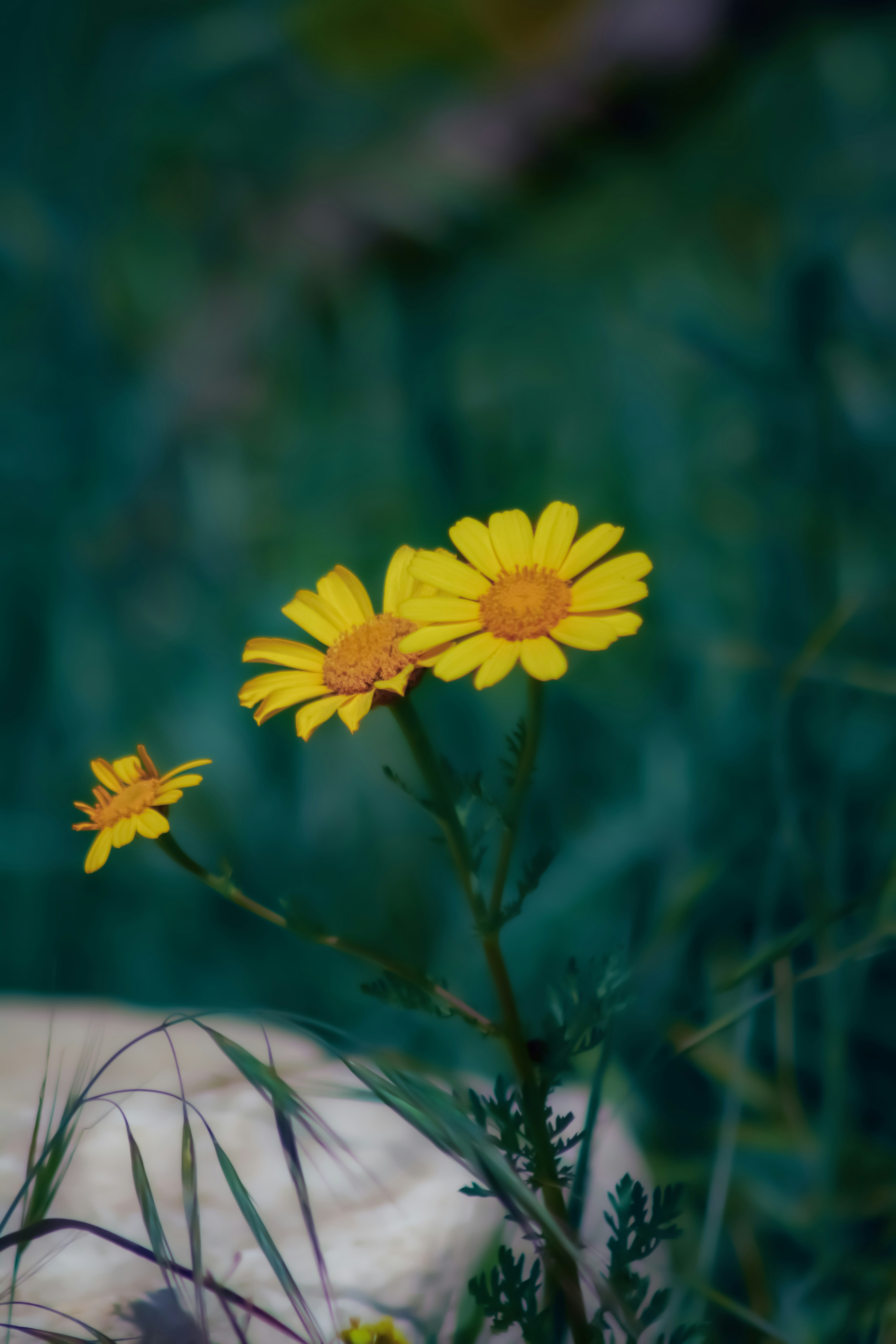 Photo by ultra_evolution