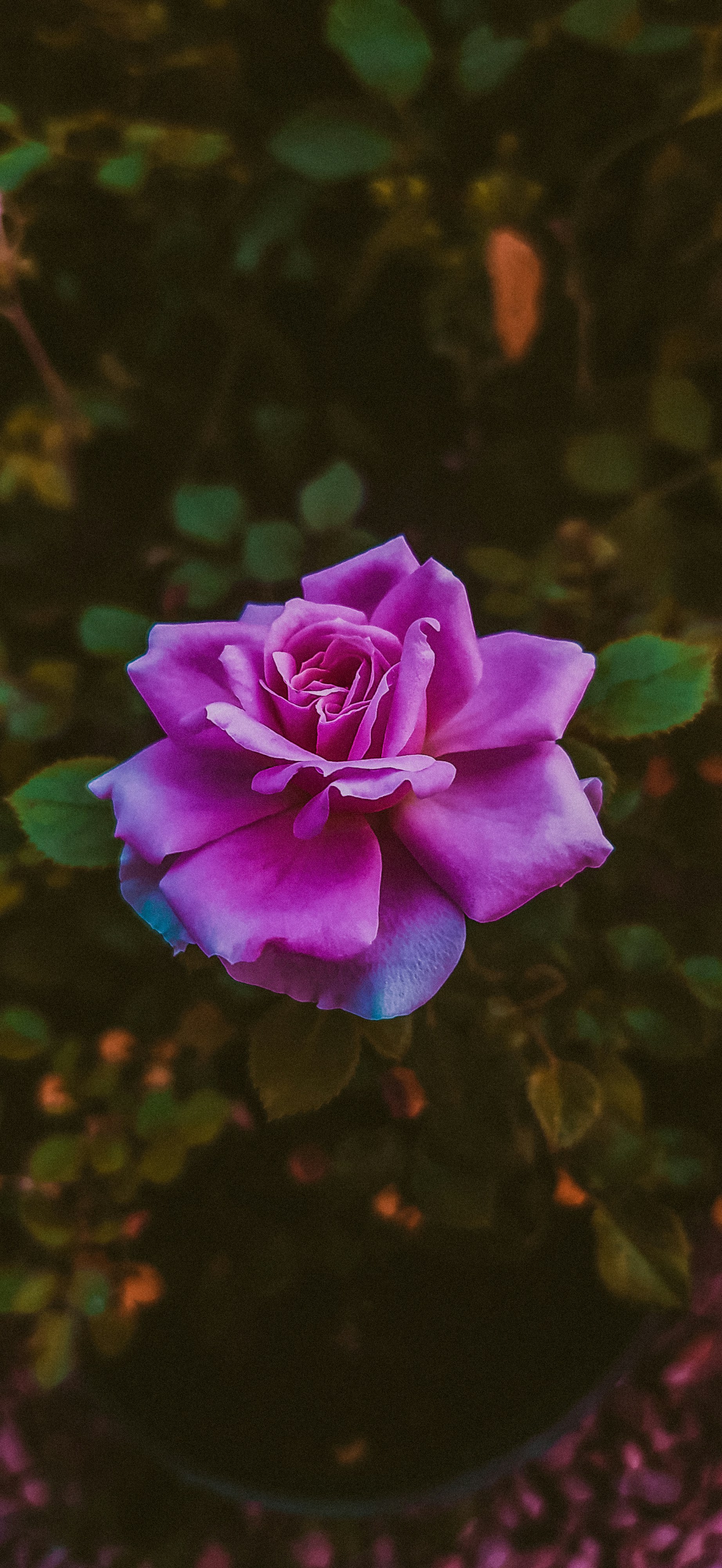 Photo by samanehrasoulzadeh