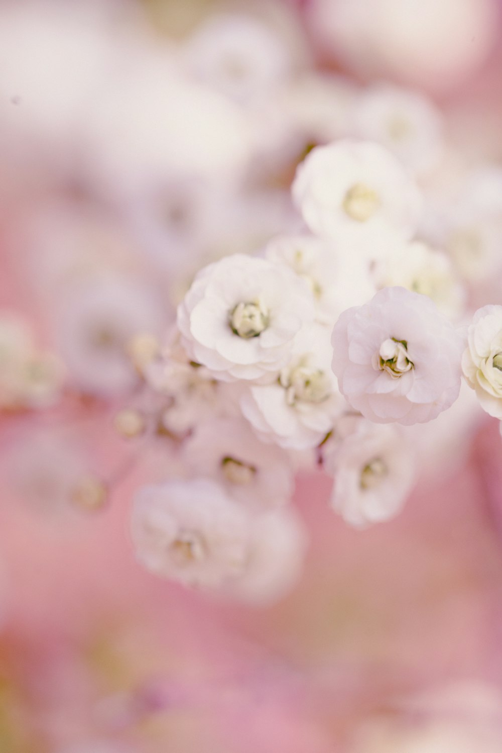 a close up of flowers