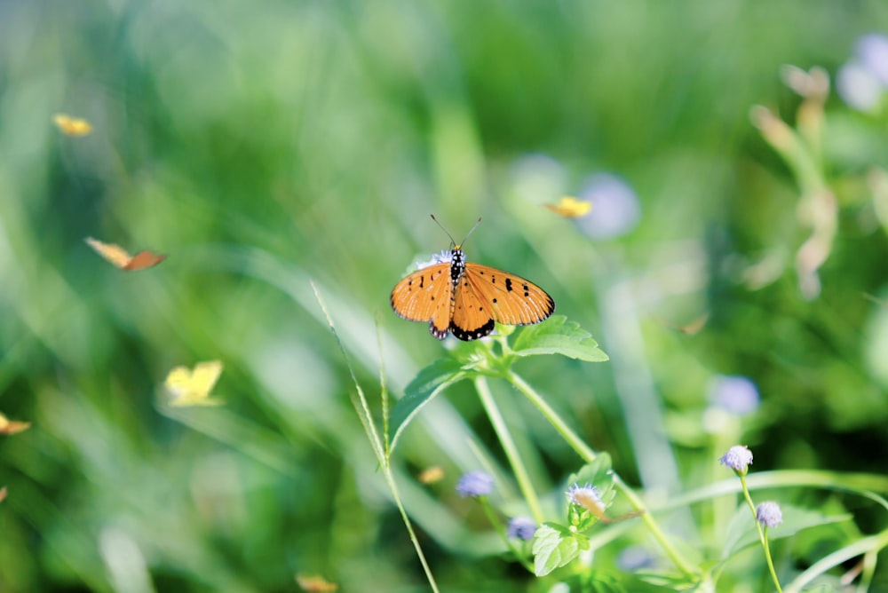 a butterfly on a plant