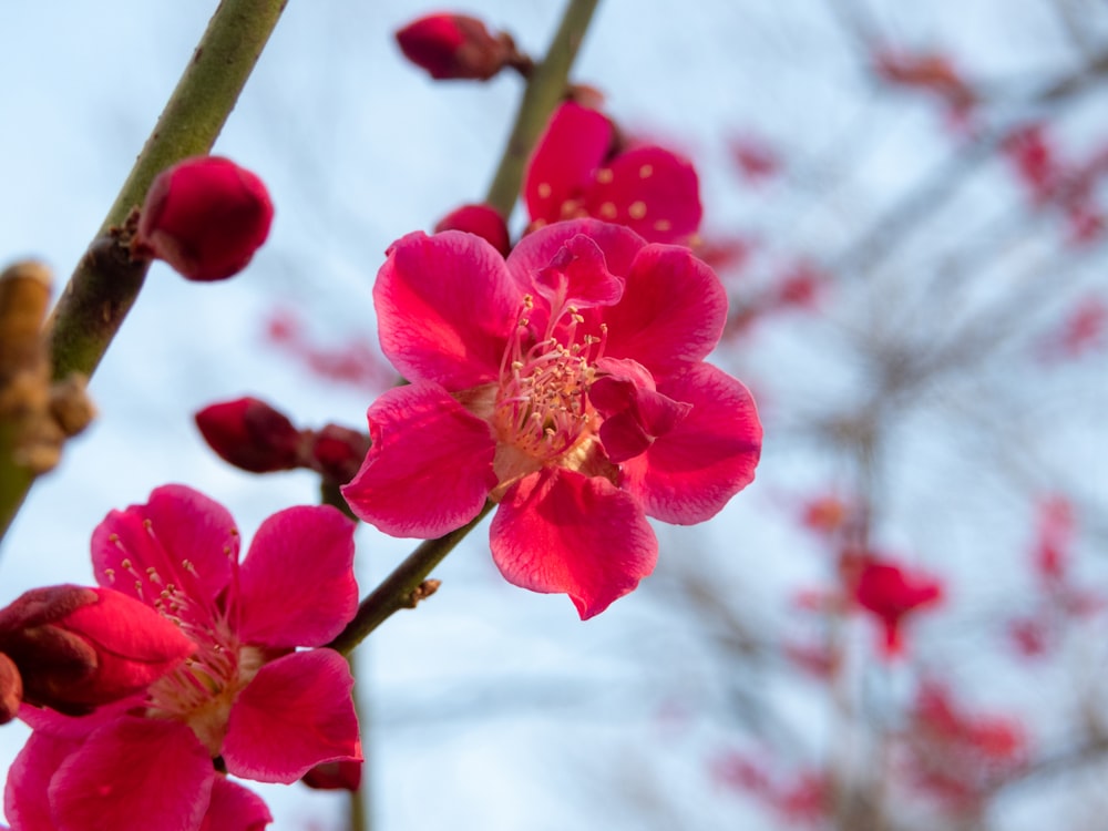 a close up of a flower