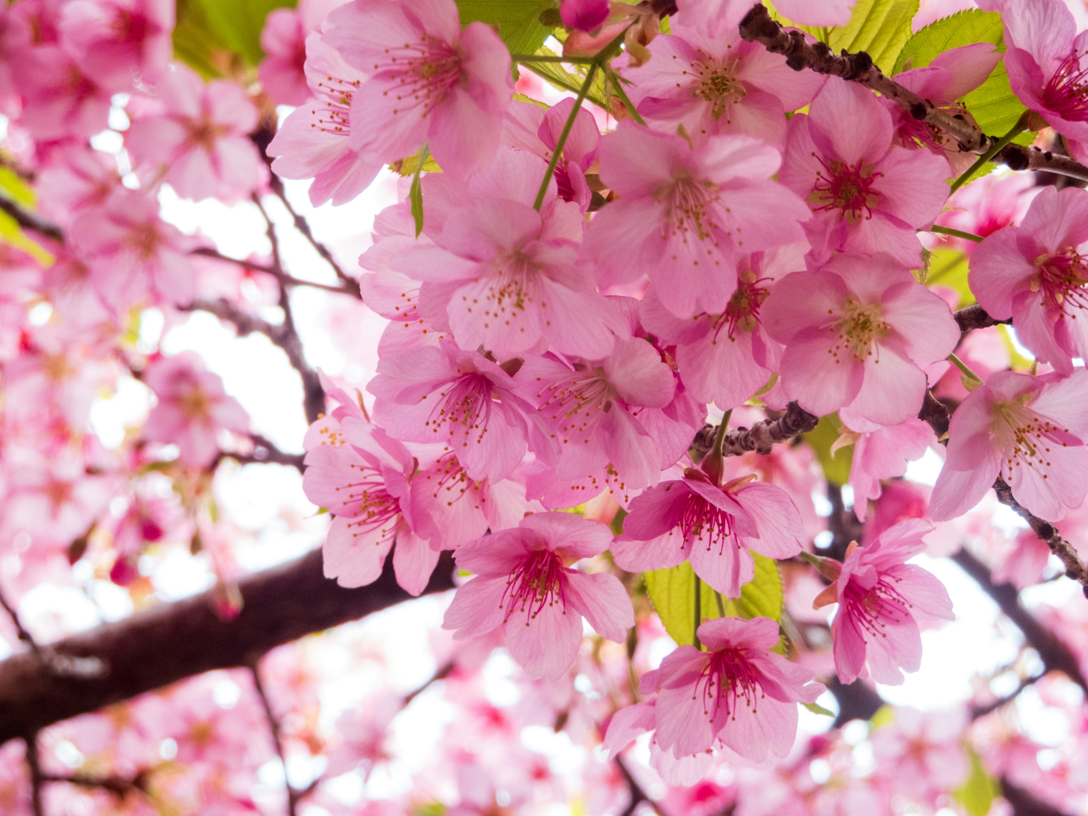 Photo by heppoko_yama