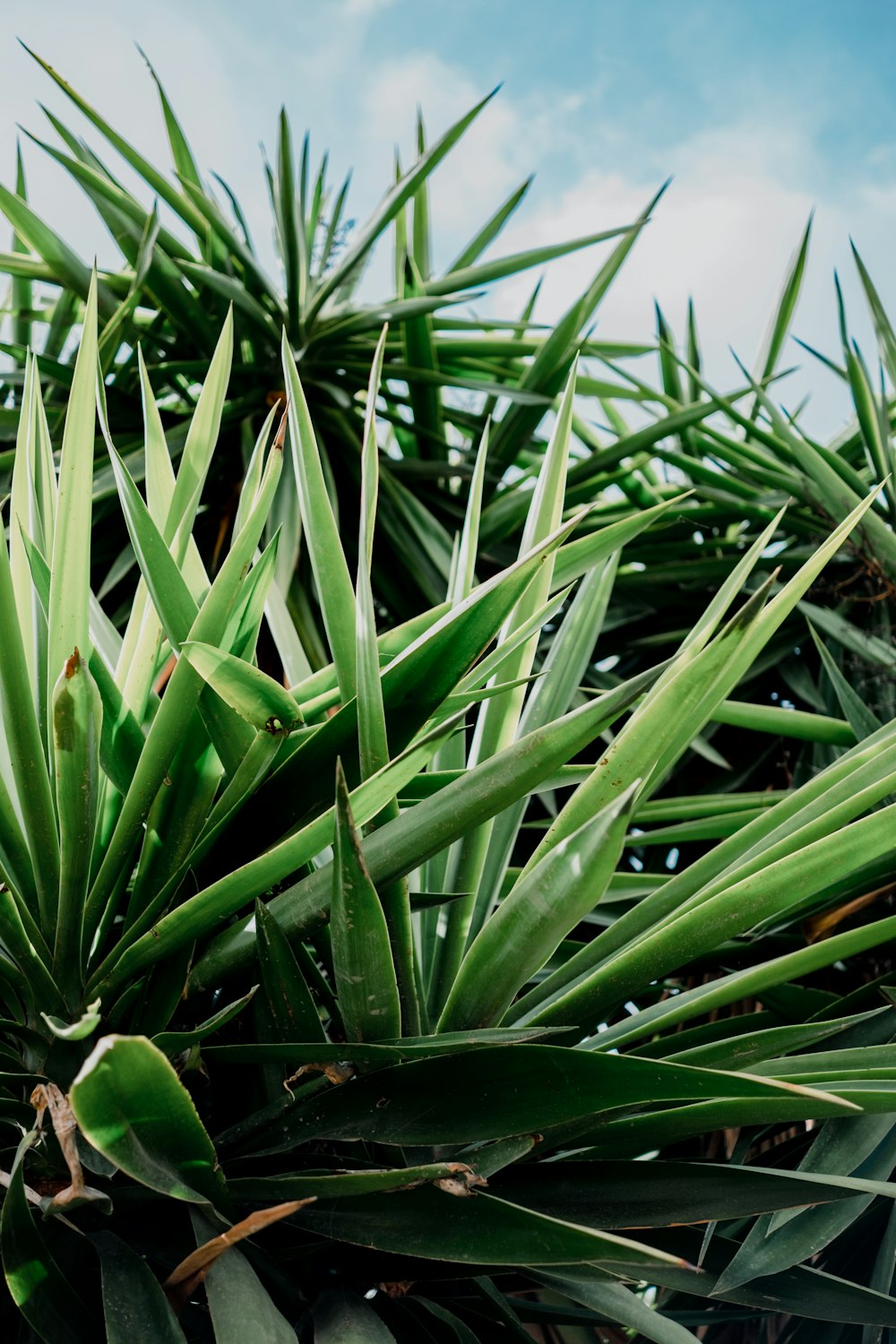 a close-up of some plants