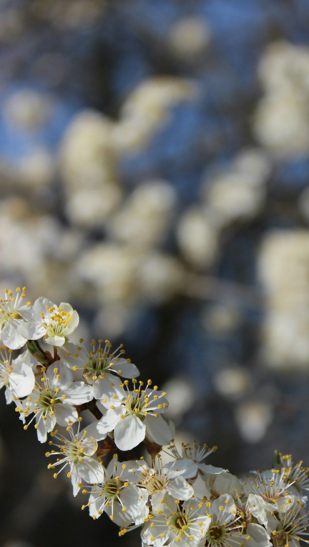 close up of white flowers