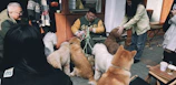 A group of happy pets and their owners gathered during a community meetup