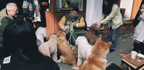 A group of volunteers feeding several happy dogs in the shelter yard.