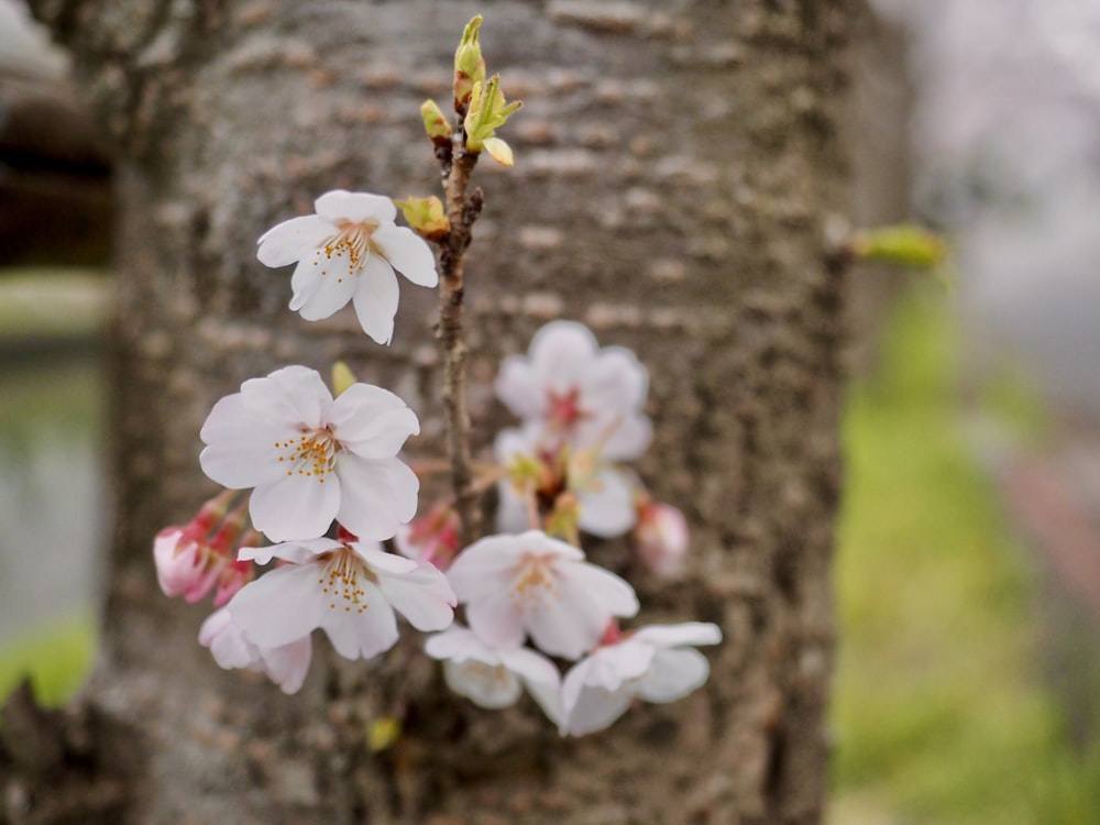 a close up of a tree branch with white flowers