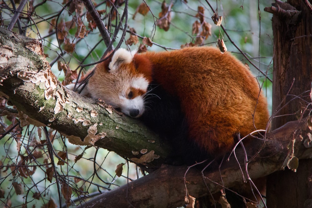 a red panda in a tree