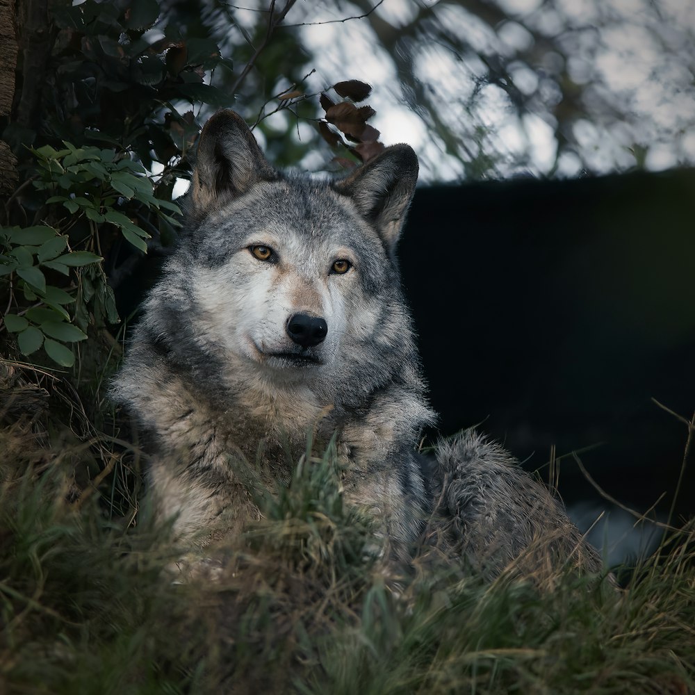 a wolf lying in the grass