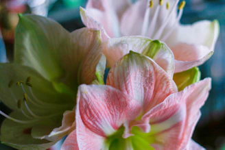 Delicate petals painted in bright, flowing strokes of ink and watercolor