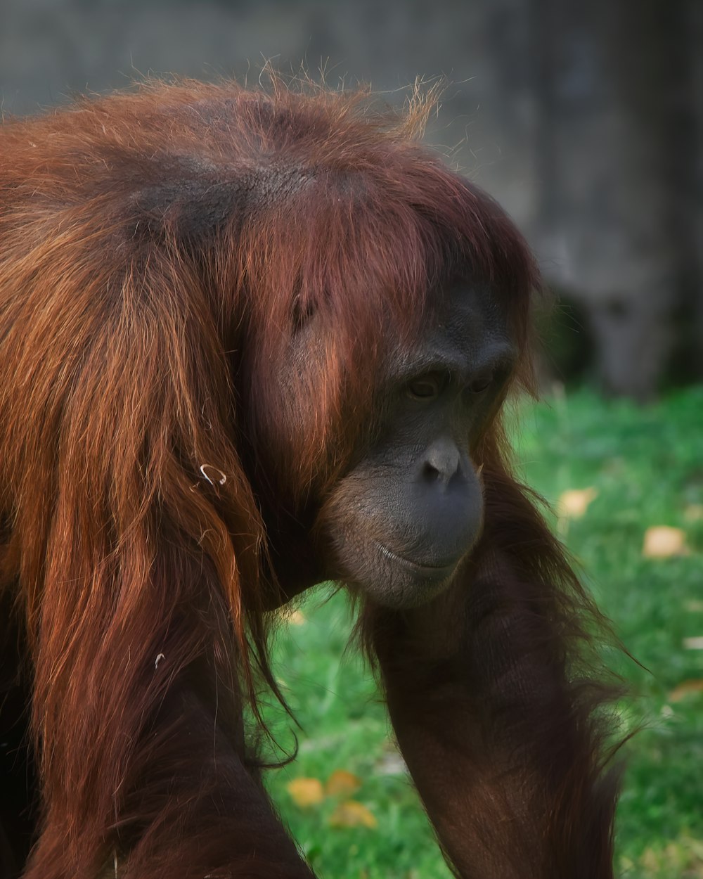 a brown monkey with long hair