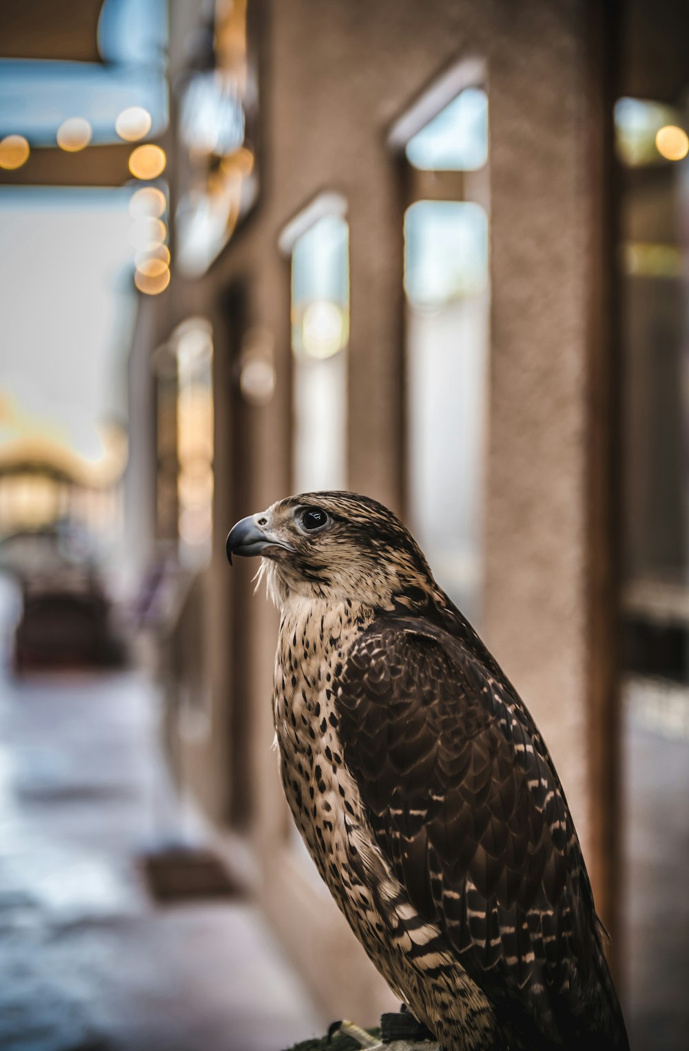 a bird standing on a ledge