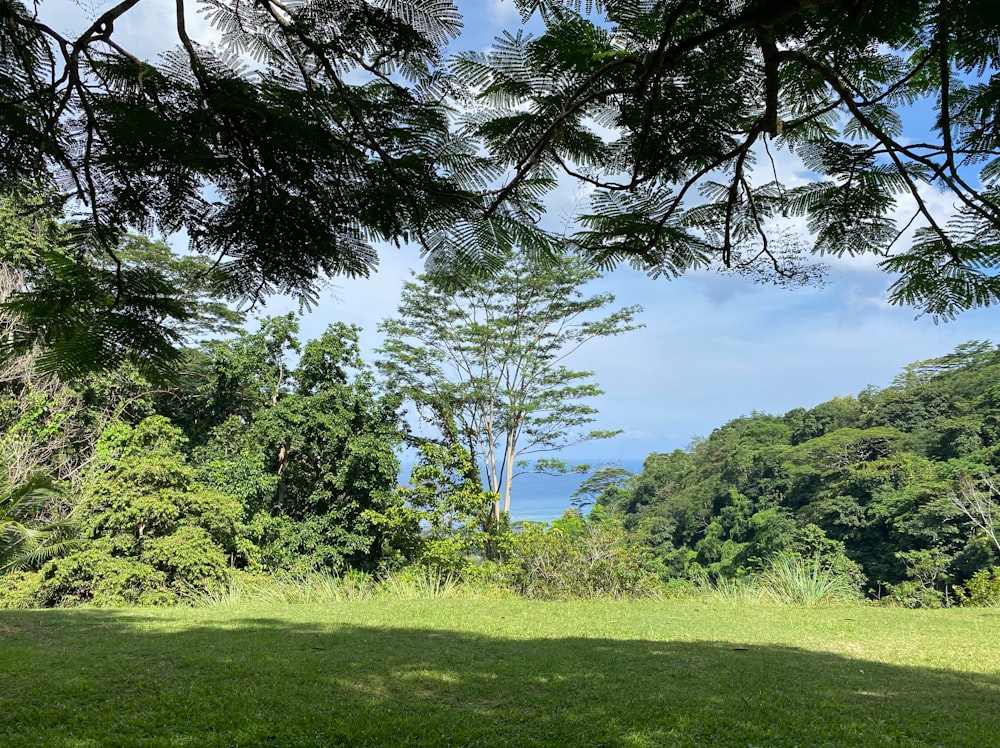 a grassy area with trees in the back