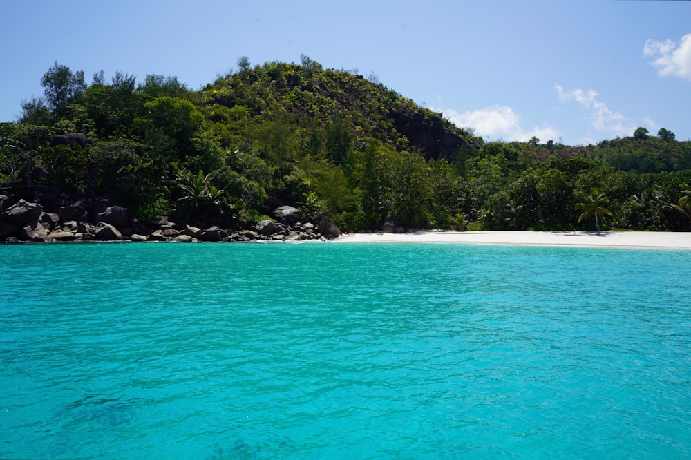 a beach with trees and rocks