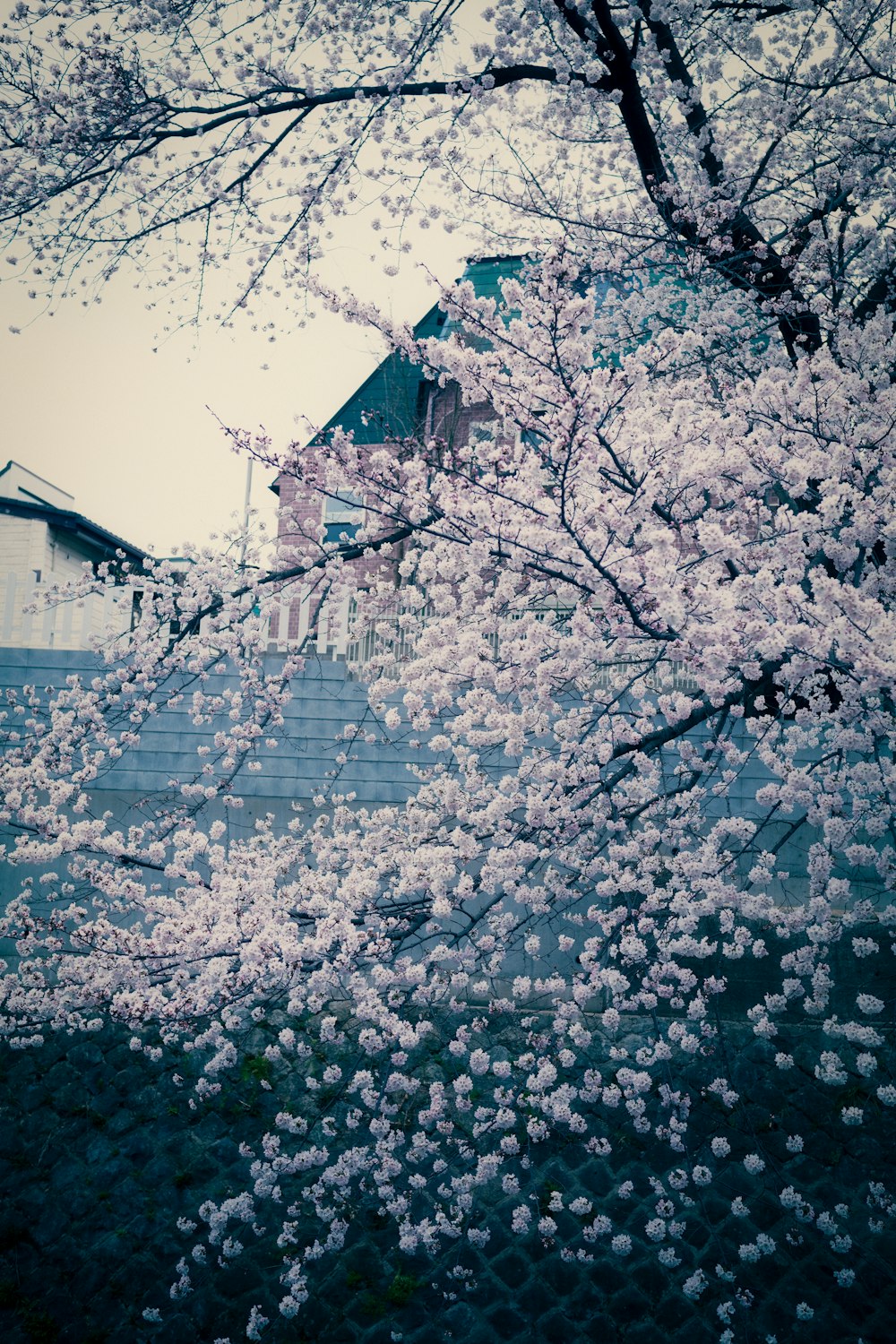 a group of trees with white blossoms