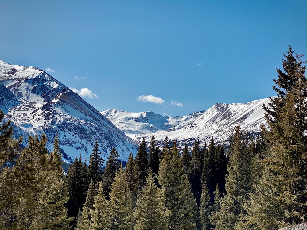 a forest of trees in front of mountains