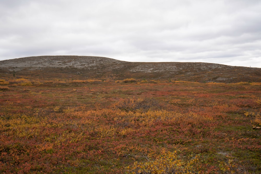 a field of yellow flowers