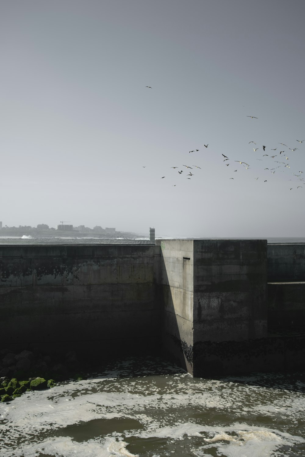 a flock of birds flying over a bridge