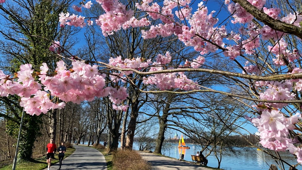 a group of people walking on a path with pink flowers on it