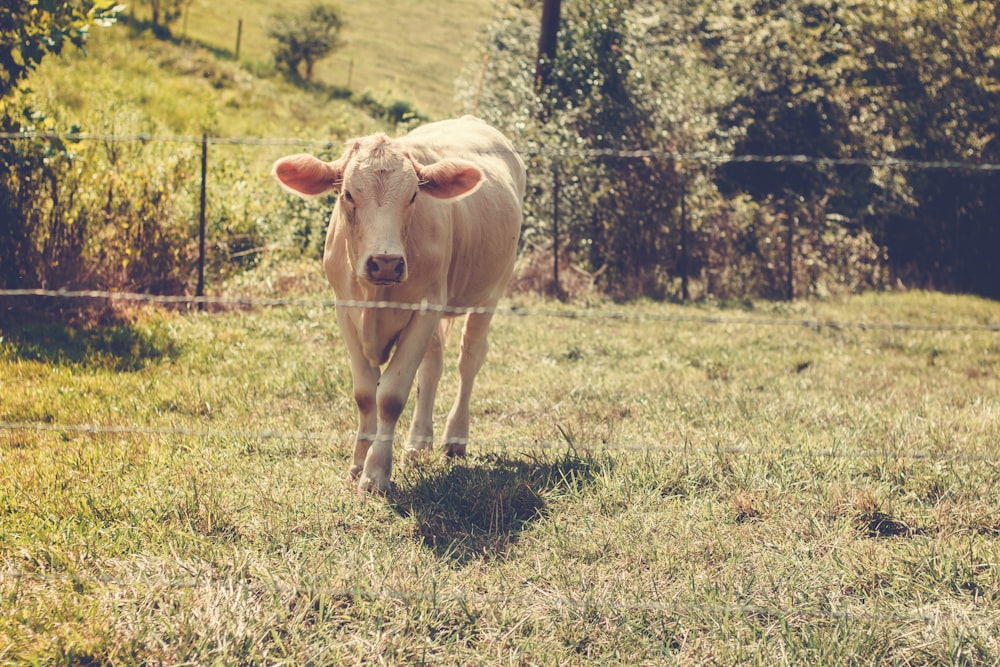 Una vaca parada en un campo