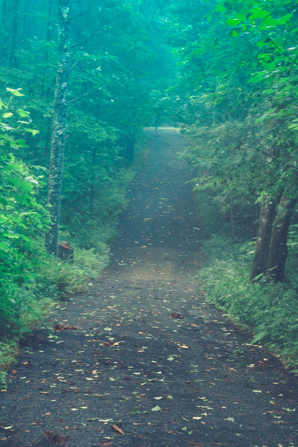 Un camino a través de un bosque