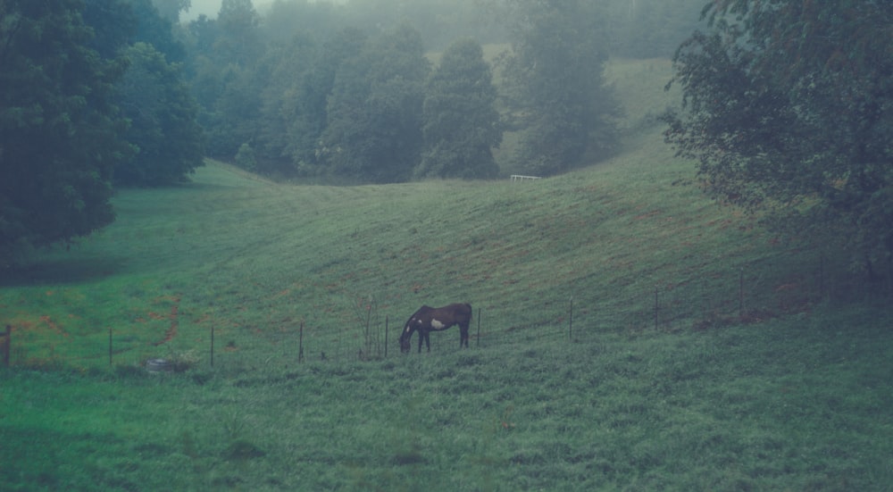 a horse grazing on a hill