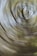A swirling motion blur effect with circular patterns, resembling a spiral or vortex. The colors are predominantly a mix of green and brown, suggesting foliage or a forest-like setting.