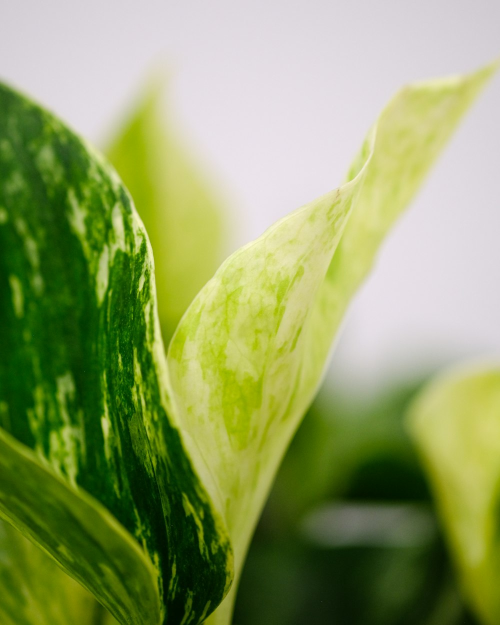 close-up of a leaf