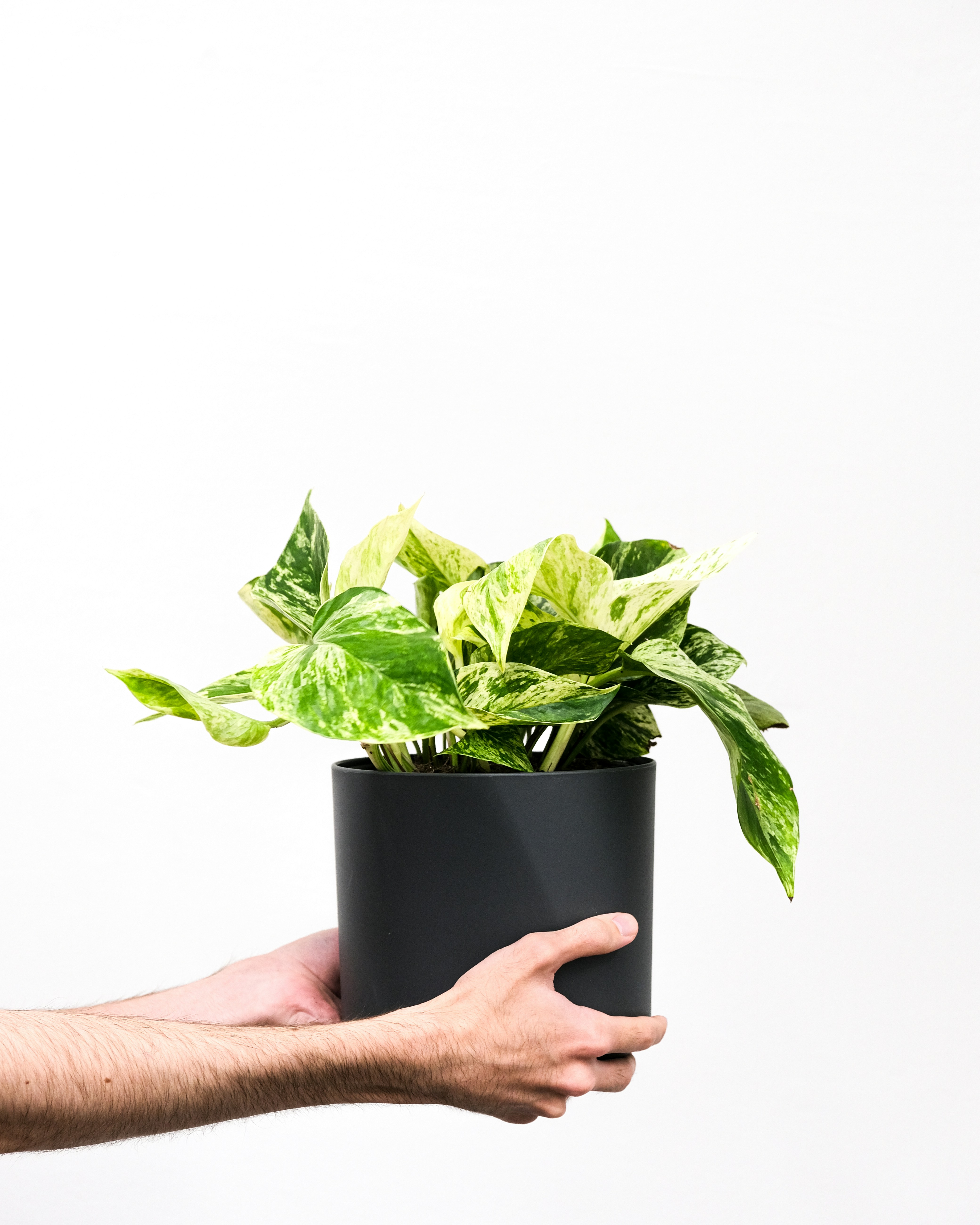 Efeutute Marble Queen: Man holding a beautiful marble queen in a black pot with his hands
