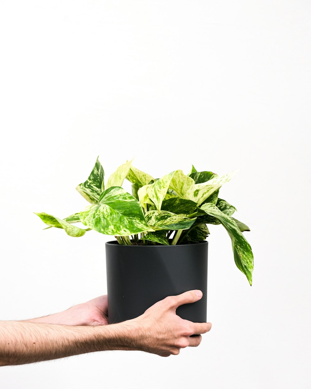 a hand holding a potted plant