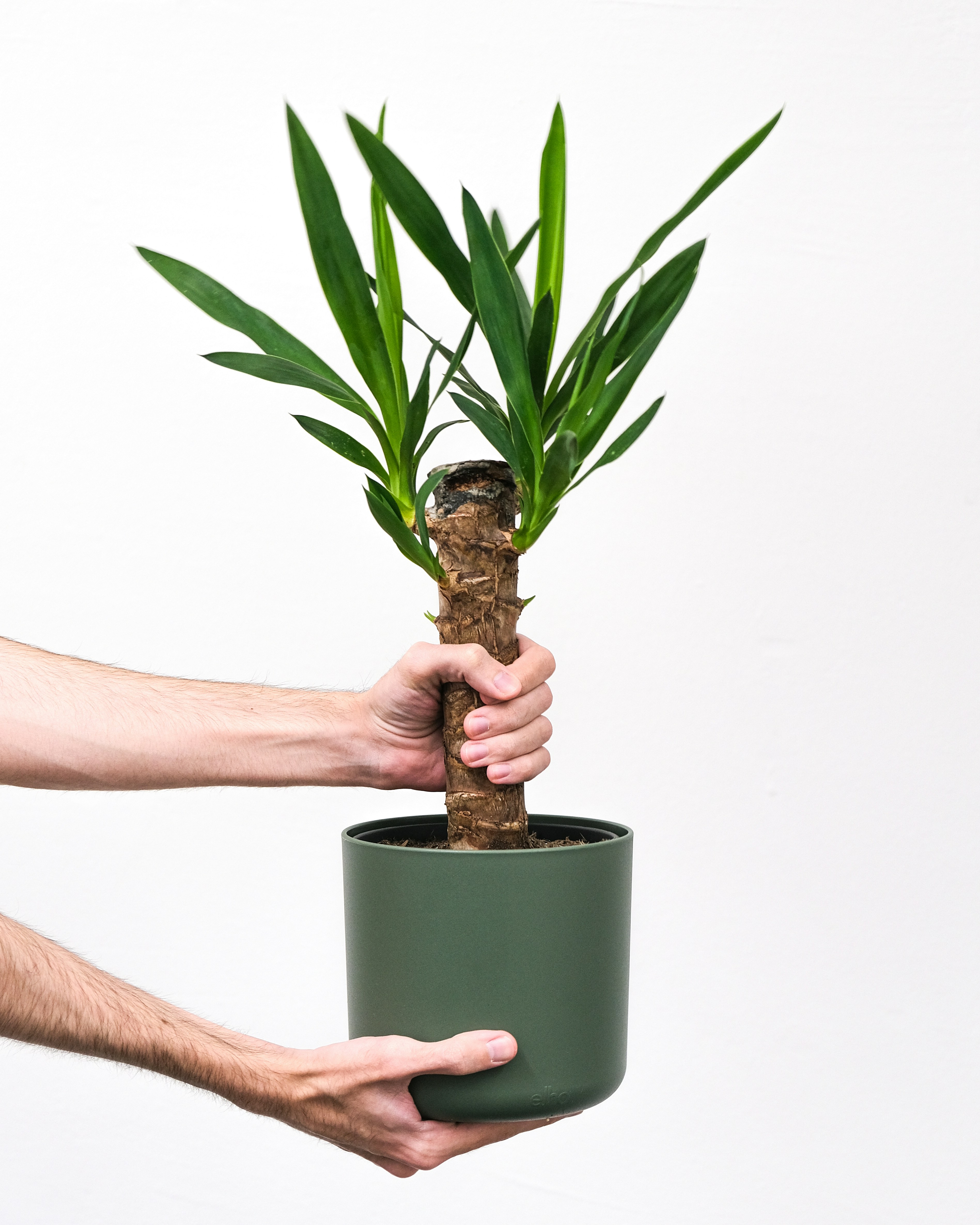 a person holding a plant