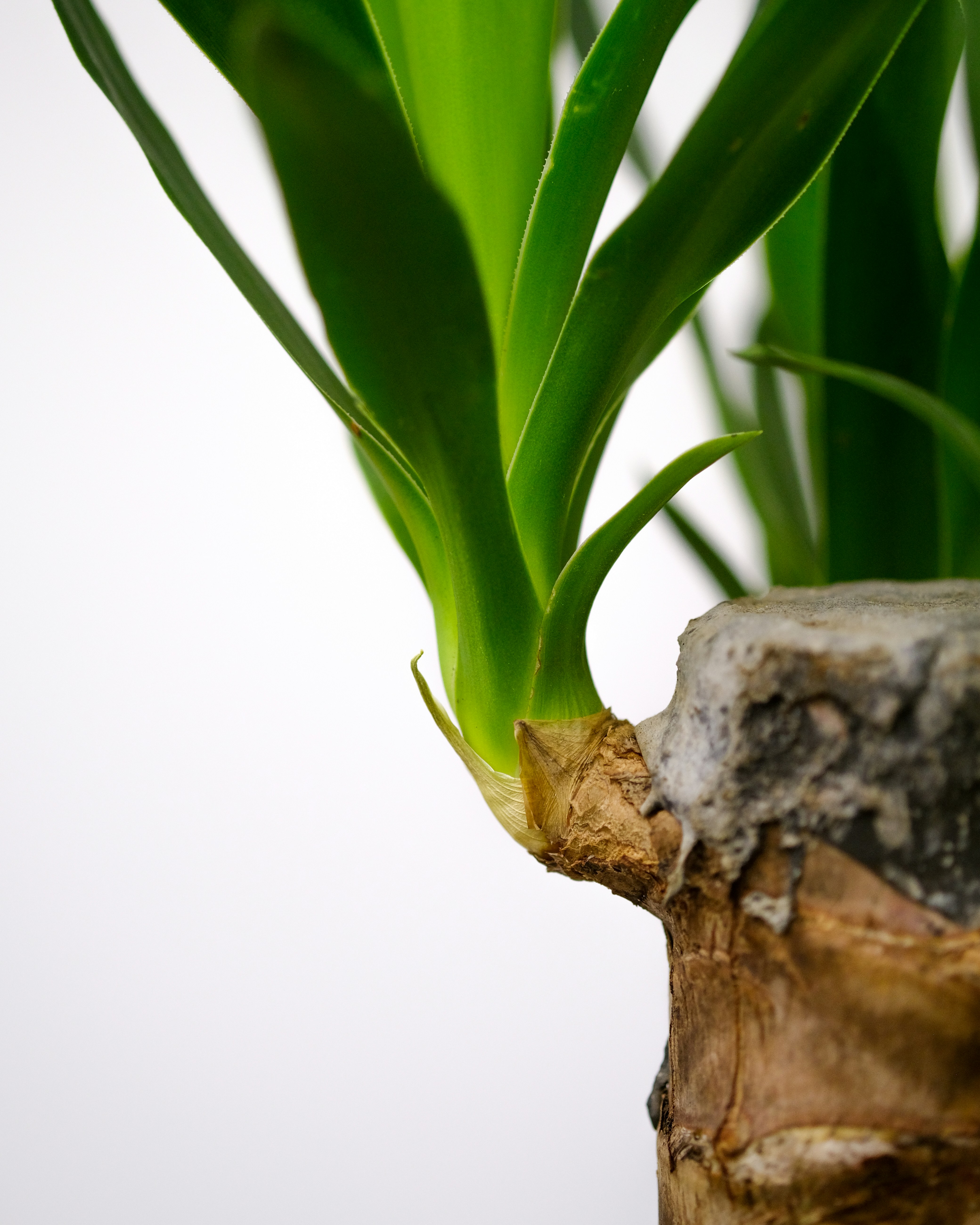 Photo by feeypflanzen
