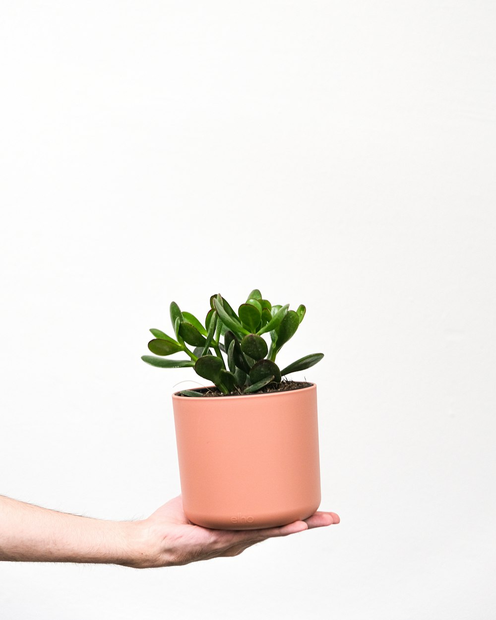 a hand holding a small plant