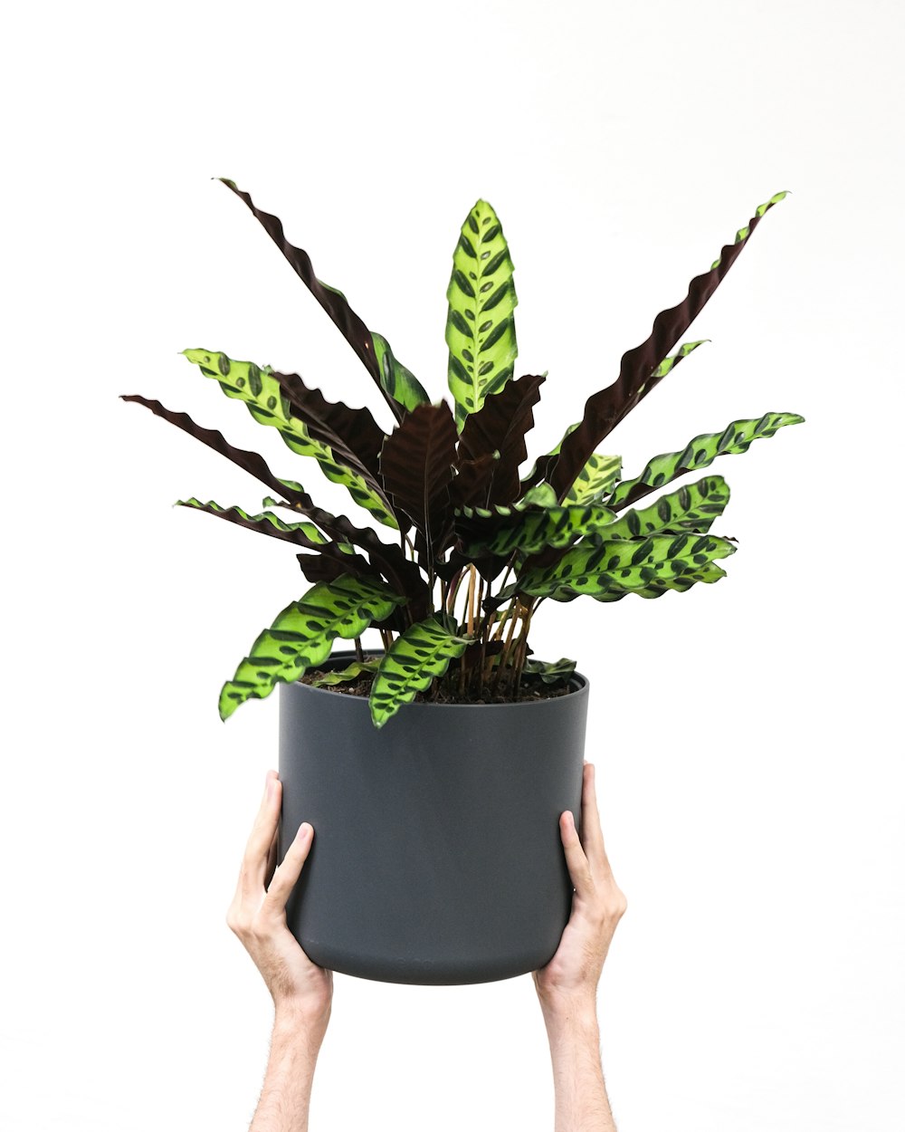 une main tenant une plante en pot