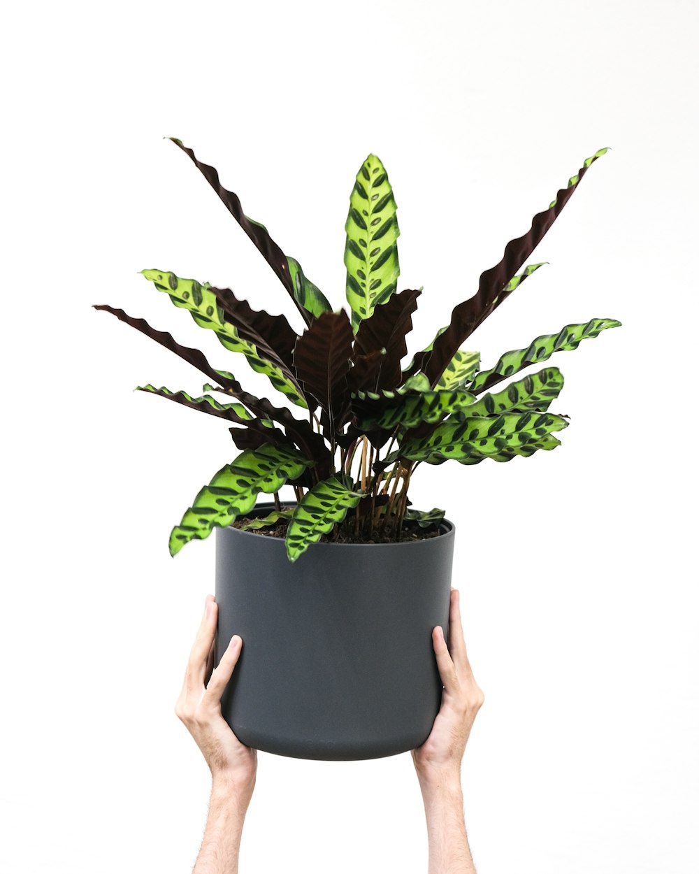 a hand holding a potted plant