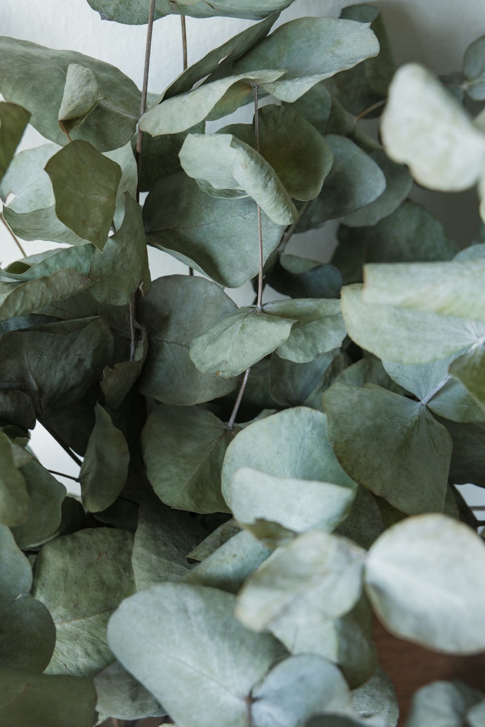 a group of leaves