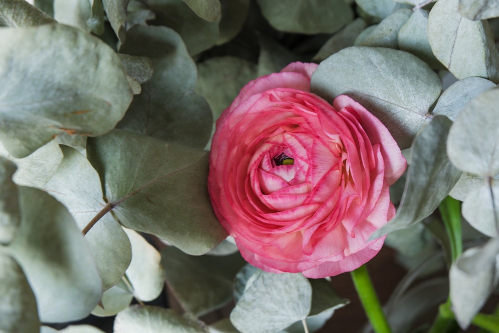 a pink rose surrounded by white flowers